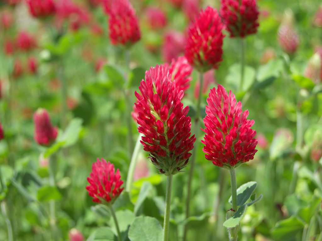 crimson-clover