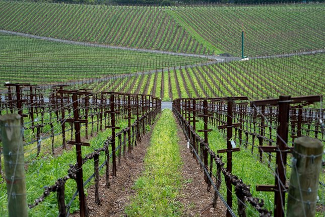 An aerial view of the vineyard at Palmaz Vineyards in Napa shows a puzzle pattern. Photo credit: Courtesy Jon Orlin
