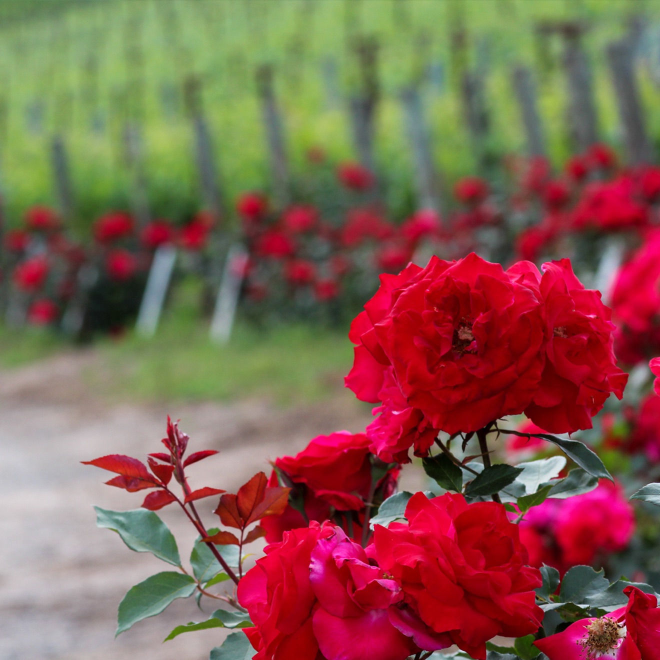 Roses1