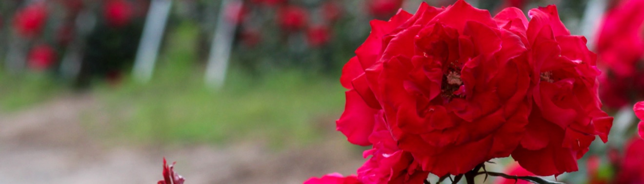Roses1b