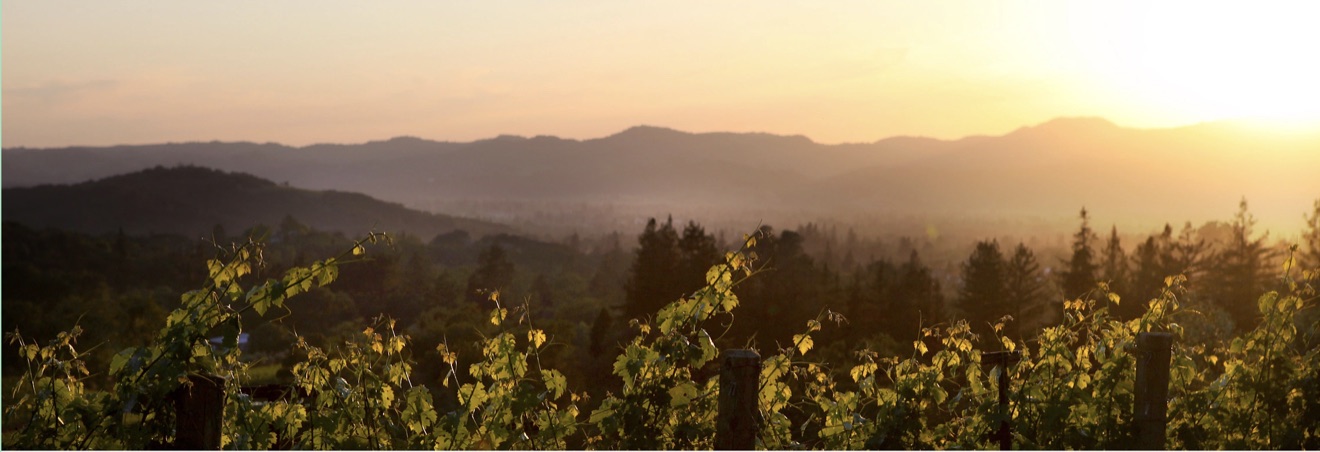 Sunset over a vineyard with lush green grapevines in the foreground and rolling hills in the background.
