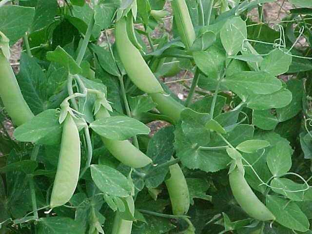 Dundale Peas