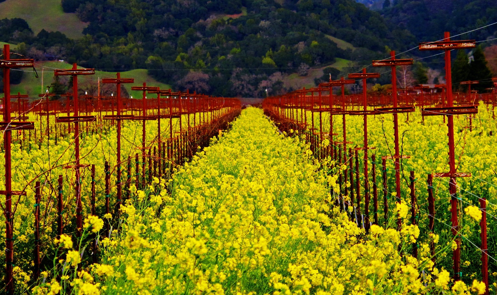 Braco Mustard