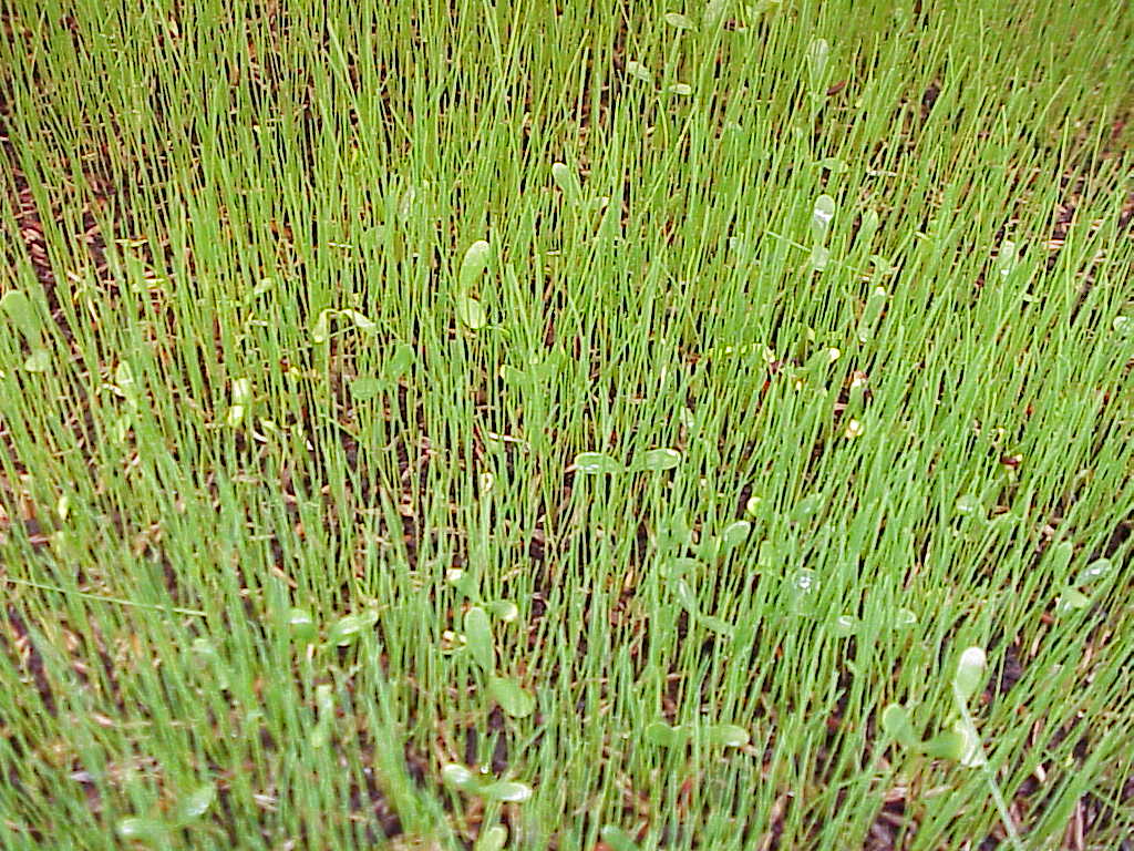 Red Fescue